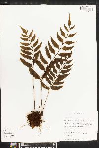 Asplenium feei image