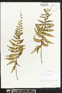 Asplenium flabellulatum image