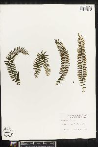 Asplenium formosum image