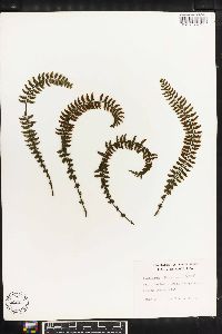 Asplenium formosum image