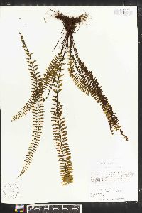 Asplenium formosum image