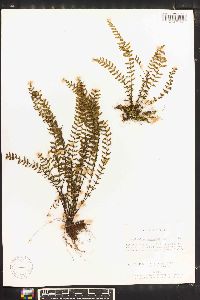 Asplenium formosum image