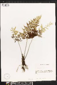 Asplenium fragrans image