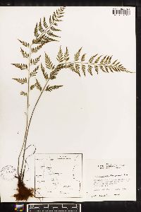 Asplenium fragrans image