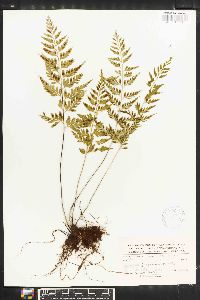 Asplenium fragrans image