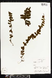 Asplenium hallii image