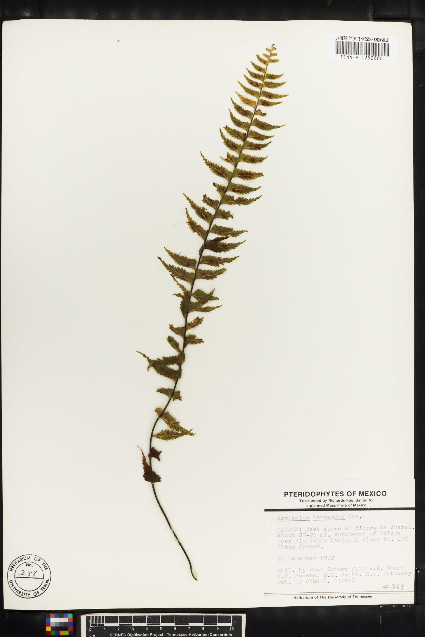 Asplenium harpeodes image