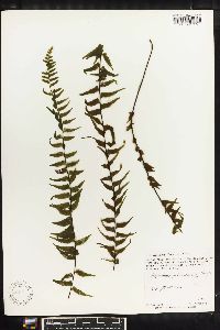 Asplenium heterochroum image