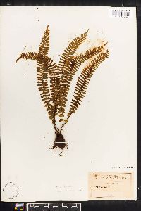 Asplenium heterochroum image