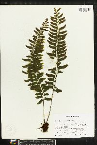 Asplenium laetum image