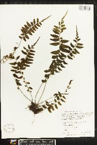 Asplenium laetum image