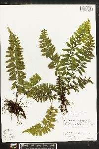 Asplenium laetum image