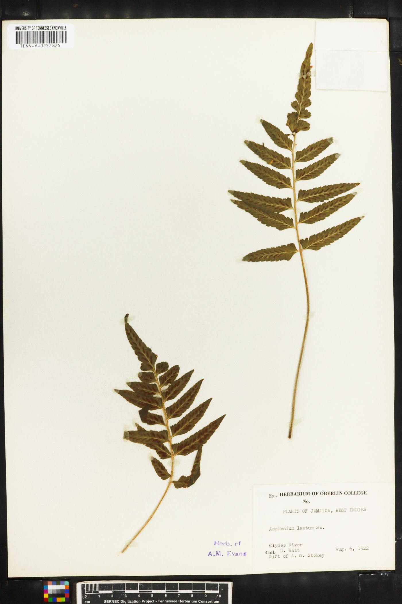 Asplenium laetum image