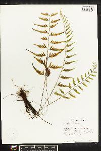 Asplenium auritum image