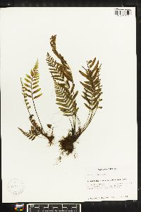 Asplenium auritum image