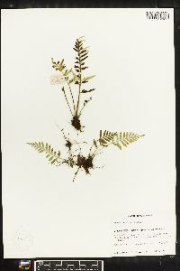 Asplenium auritum image