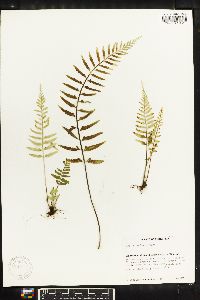 Asplenium auritum image