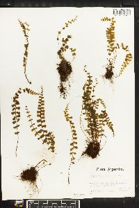 Asplenium lorentzii image