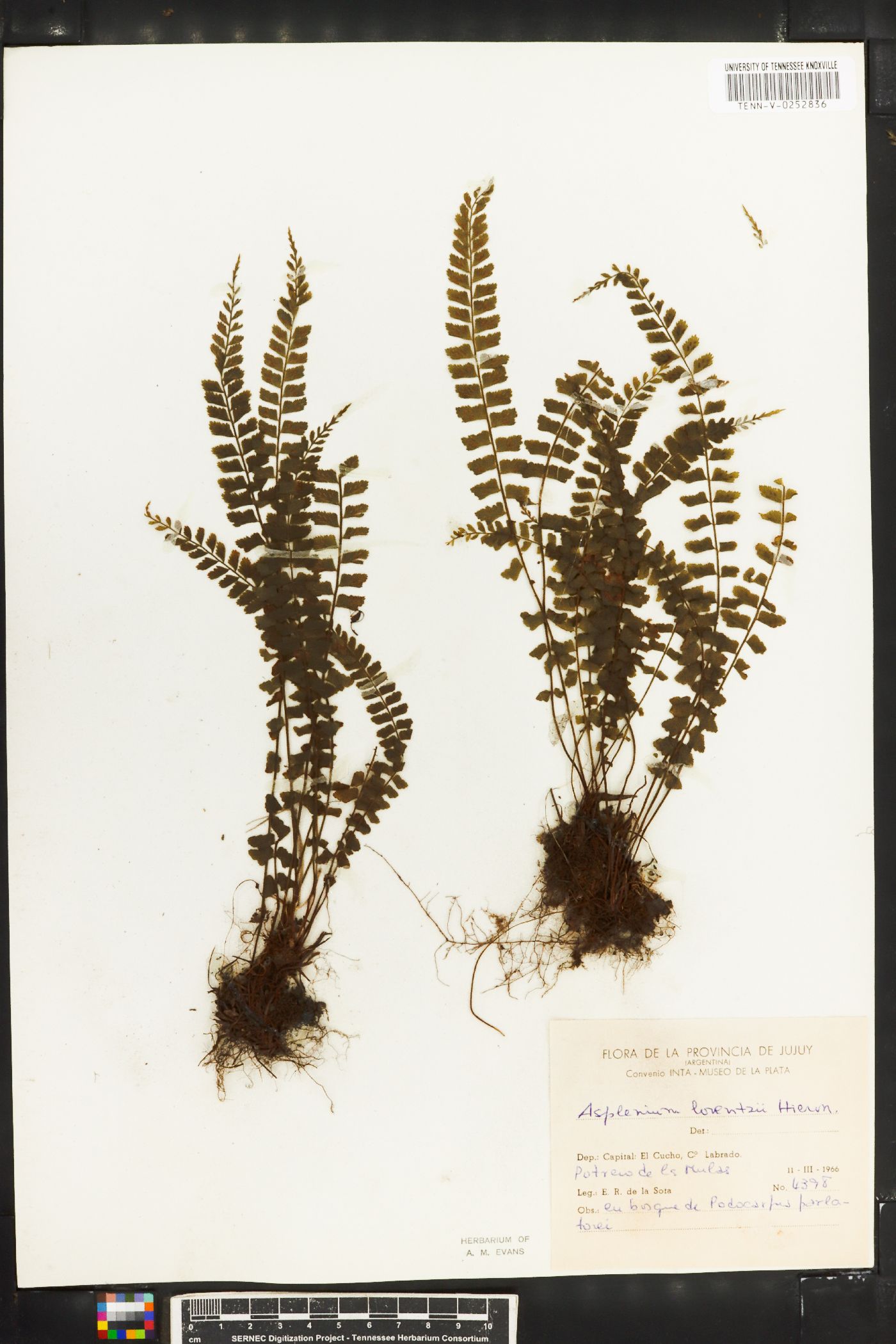 Asplenium lorentzii image