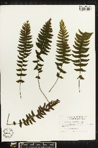 Asplenium miradorense image