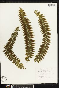 Asplenium miradorense image