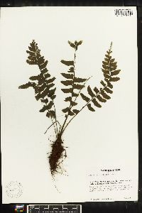 Asplenium miradorense image