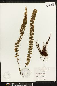 Asplenium monanthes image