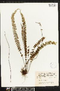 Asplenium monanthes image