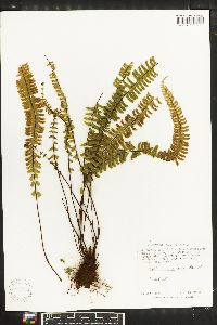 Asplenium monanthes image