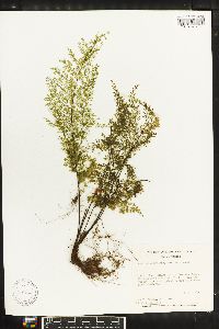 Asplenium myriophyllum image