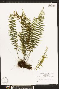 Asplenium polyodon image