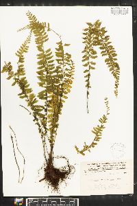 Asplenium sessilifolium image