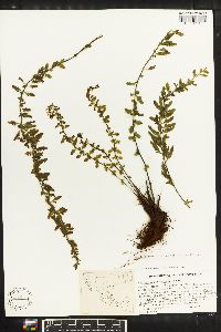 Asplenium potosinum image