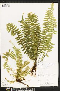 Asplenium pseuderectum image