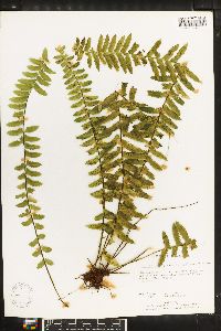 Asplenium pseuderectum image