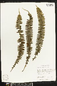 Asplenium pseuderectum image