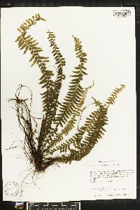 Asplenium pseuderectum image