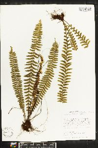 Asplenium pseuderectum image