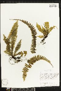 Asplenium pseuderectum image