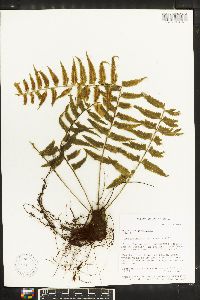 Asplenium pteropus image