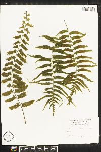 Asplenium pteropus image