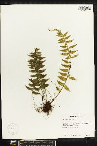 Asplenium pteropus image