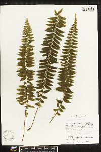 Asplenium pteropus image