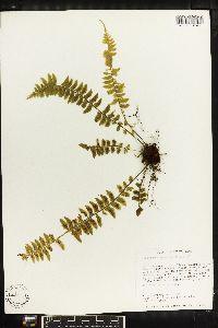 Asplenium pteropus image