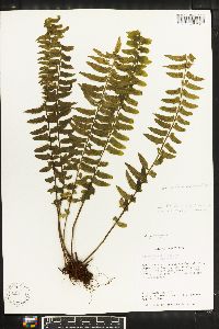 Asplenium pteropus image