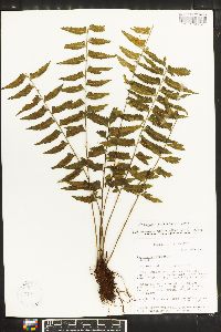 Asplenium pteropus image