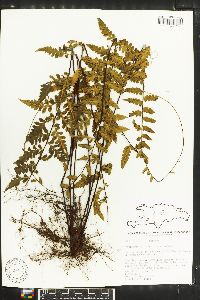 Asplenium radicans image