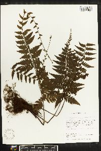 Asplenium radicans image