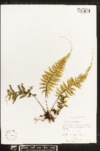 Asplenium radicans image