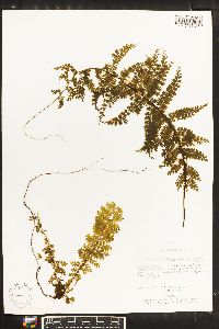 Asplenium radicans image